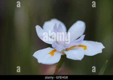 White wild fairy fiore iris Dietes grandiflora fiorisce in estate su una verde sfondo bokeh di fondo in Sud Africa Foto Stock