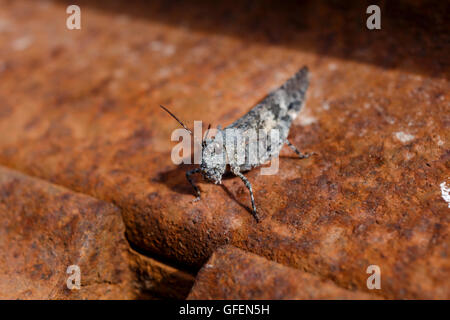 CLose up macro shot di grasshopper contro sfondo arrugginito Foto Stock