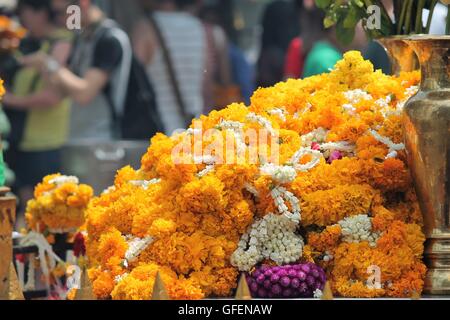 Arancione e giallo fiori di tagete.tagete sfondo. Prepararsi per la preghiera al tempio buddista o indù in Thailandia Foto Stock