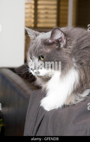 Grigio e bianco gatto persiano con occhi verdi Foto Stock