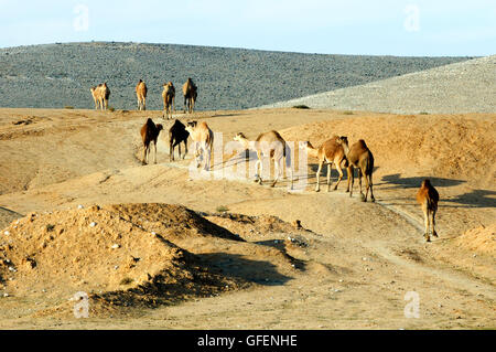 Israele nel deserto del Negev, una mandria di cammelli arabe (Camelus dromedarius) Foto Stock