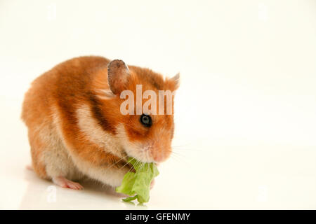 Spaccato di un criceto curioso mangia la lattuga su sfondo bianco Foto Stock