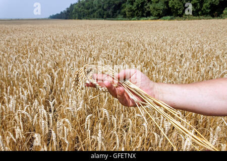 Mano che tiene il grano maturo orecchio nella soleggiata giornata estiva, primo piano Foto Stock