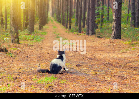 Gatto seduto nella foresta torna alla fotocamera Foto Stock