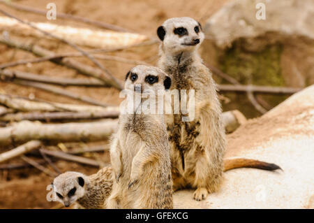 Due adulti e un bambino di meerkat guardando fuori dal loro den. Foto Stock