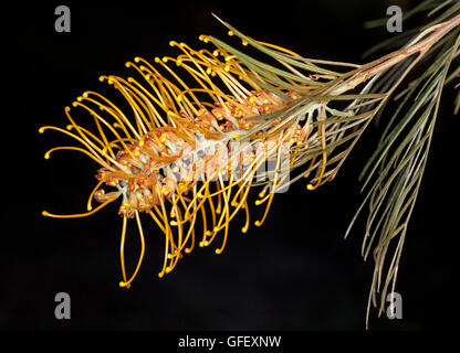 Spettacolare arancio brillante di fiori e foglie di colore verde chiaro dei nativi australiani Grevillea arbusto "Miele Gemma' su sfondo nero Foto Stock