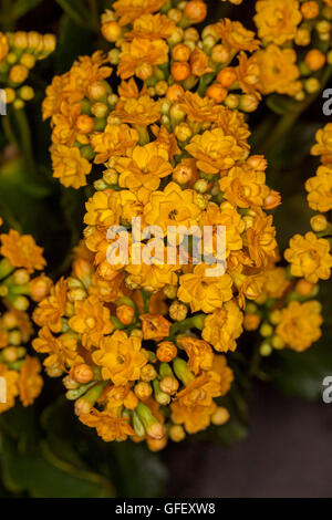 Close-up di cluster di vivida doppio giallo dorato / arancio fiori di piante succulente Kalanchoe Blossfeldiana hybrid Foto Stock