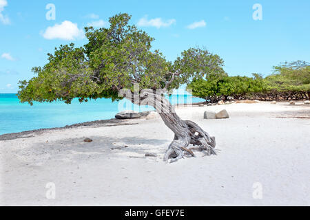 Divi divi tree su Aruba isola del Mar dei Caraibi Foto Stock