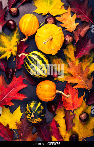 Colorati di foglie di autunno e zucche in miniatura su un cartone grigio, cadono concetto, visto dal di sopra Foto Stock