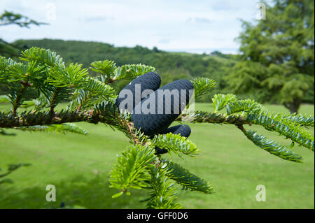 Cono di pino di Abies fargesii (Farges' abete) sull'Arboretum a Rosemoor nel Devon, Inghilterra, Regno Unito Foto Stock