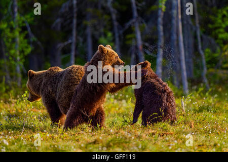 Orso bruno cubs gioca con l'altra, Finlandia. Foto Stock