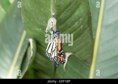Farfalla monarca, Danaus plexippus su un impianto Milkweed, recentemente ordita dal pupe larve stadio Foto Stock