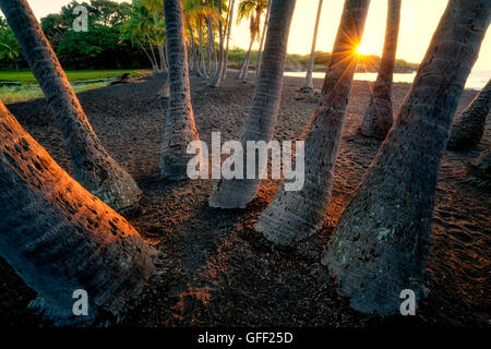 Palme e sunrise a Punaluu spiaggia di sabbia nera. Isola di Hawaii Foto Stock