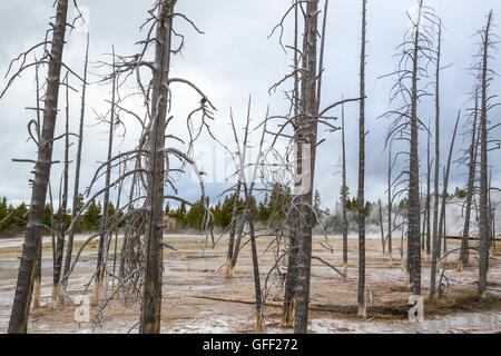 Morto o alberi morenti nel Parco Nazionale di Yellowstone USA Foto Stock