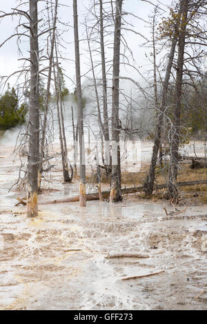 Morto o alberi morenti nel Parco Nazionale di Yellowstone USA Foto Stock