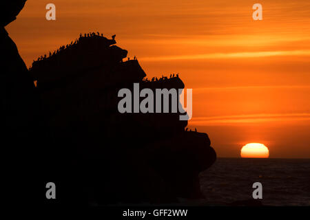 Cormorani su Morro Rock tramonto, Morro Rock Beach, Morro Bay, California Foto Stock