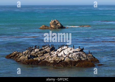 Nearshore rock, Estero Bluffs State Park, California Foto Stock