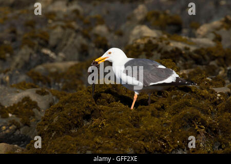 Gull, Estero Bluffs State Park, California Foto Stock