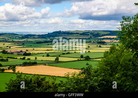 Mosaico di verde e oro campi nella campagna del Nord Yorkshire Foto Stock