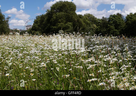 I fiori sbocciano, estate, park, london eye in distanza, fiori bianchi, cielo blu con nuvole, alberi Foto Stock