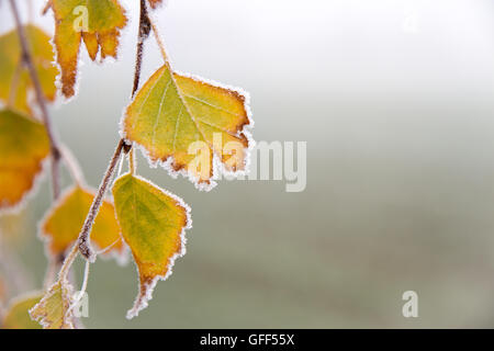 Brina su una foglia di betulla nel novembre mattina Foto Stock