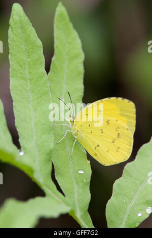 Giallo chiamato butterfly Eurema hecabe sull'erba Foto Stock