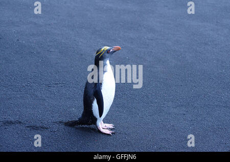 Un pinguino maccheroni (Eudyptes chrysolophus) sorge sulla sabbia nera vulcanica. Saunders Island Isole Sandwich del Sud. Atlantico Sud Foto Stock