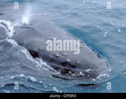 Un Humpback Whale soffia come superfici (Megaptera novaeangliae) Isole Sandwich del Sud, Oceano Meridionale. Foto Stock