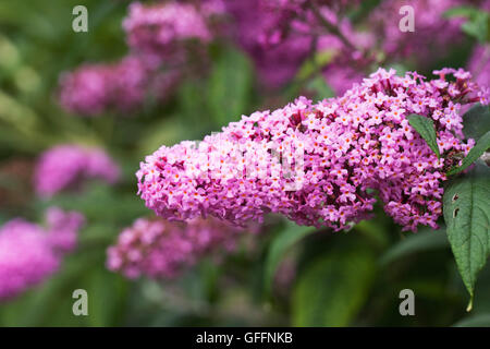 Buddleja x pikei 'Pink Delight". Buddlehia fiore. Foto Stock