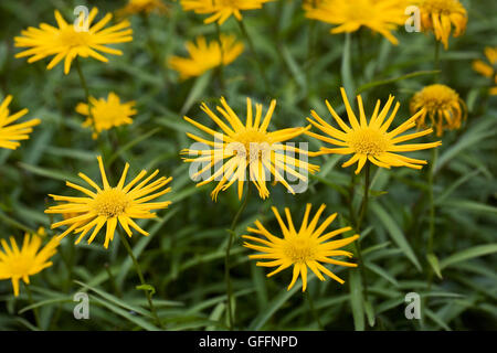 Buphthalmum salicifolium. Giallo occhio di bue. Foto Stock