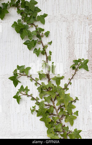 L'edera Hedera helix, aggrappato alla parete. Presa di luglio. Worcestershire, Regno Unito. Foto Stock