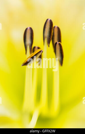 Immagine macro di Lily stami Foto Stock