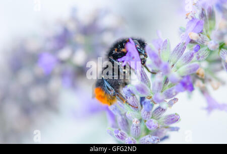 Api su piante di lavanda Foto Stock