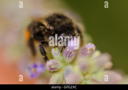 Api sulle piante di lavanda Foto Stock