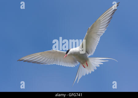 Arctic tern su una spiaggia vicino a Bildudalur, West fiordi, Islanda Foto Stock