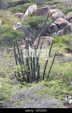 Massi Divi Divi alberi e cactus nel giardino di Aruba Foto Stock