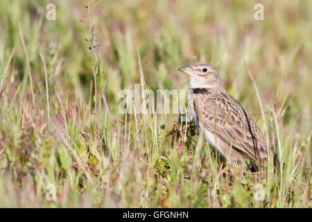 Calandra Lark (Melanocorypha calandra) appollaiato sulla terra. Provincia di Lleida. La Catalogna. Spagna. Foto Stock