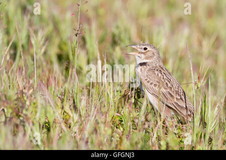 Calandra Lark (Melanocorypha calandra) appollaiato sulla terra. Provincia di Lleida. La Catalogna. Spagna. Foto Stock