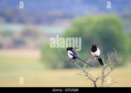 Due comuni Gazza (Pica pica) appollaiato sul ramo. Provincia di Lleida. La Catalogna. Spagna. Foto Stock