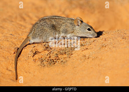 Un mouse con striping (Rhabdomys pumilio) in habitat naturale, Sud Africa Foto Stock