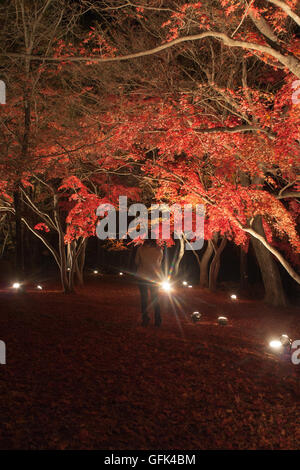 Una donna sotto il giapponese maple leaf Albero in autunno durante la notte Foto Stock