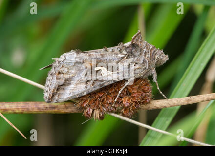 Primo piano di Y Moth argento (Autographa gamma) arroccato su canna in prato in Hampshire, Inghilterra, Regno Unito Foto Stock