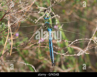 Maschio a forma di libellula imperatore (Anax imperator) nella brughiera di habitat in Surrey, Inghilterra Foto Stock