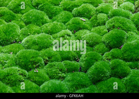 Più palle di erba vista laterale superiore sono coperti con qualche frazione di foglie secche, il Fuoco selettivo Foto Stock
