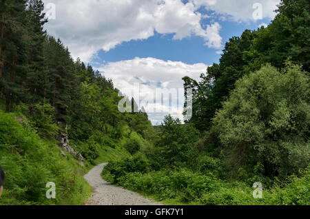 Panorama del percorso ecologico attraverso un estate verde foresta, montagna Vitosha, Bulgaria Foto Stock