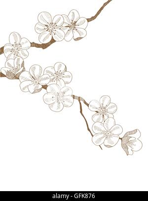 Disegnata a mano il ramo di susine blossom isolato Illustrazione Vettoriale