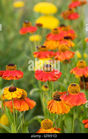 Helenium 'Moerheim bellezza'. Fiore Sneezeweed crescono in un confine erbacee. Foto Stock