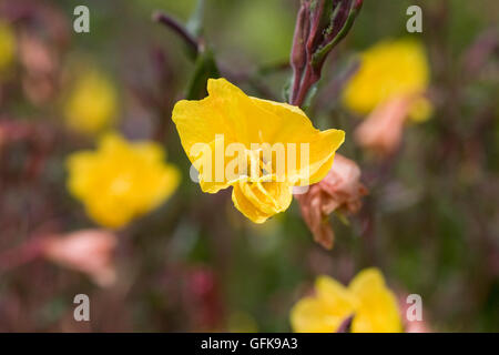 Oenothera nel giardino. Evening Primerose fiore. Foto Stock