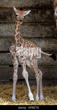 Una due giorni di vecchia donna giraffa Rothschild vitello esplora il suo involucro a Port Lympne Wild Animal Park vicino a Ashford, Kent, diventando il primo giraffe calf della specie criticamente minacciata di estinzione, nato al parco per otto anni. Foto Stock