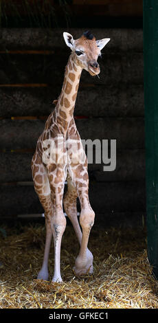 Una due giorni di vecchia donna giraffa Rothschild vitello esplora il suo involucro a Port Lympne Wild Animal Park vicino a Ashford, Kent, diventando il primo giraffe calf della specie criticamente minacciata di estinzione, nato al parco per otto anni. Foto Stock